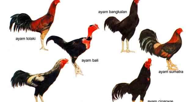 Jenis ayam yang memiliki suara merdu dan postur tubuh besar adalah ayam