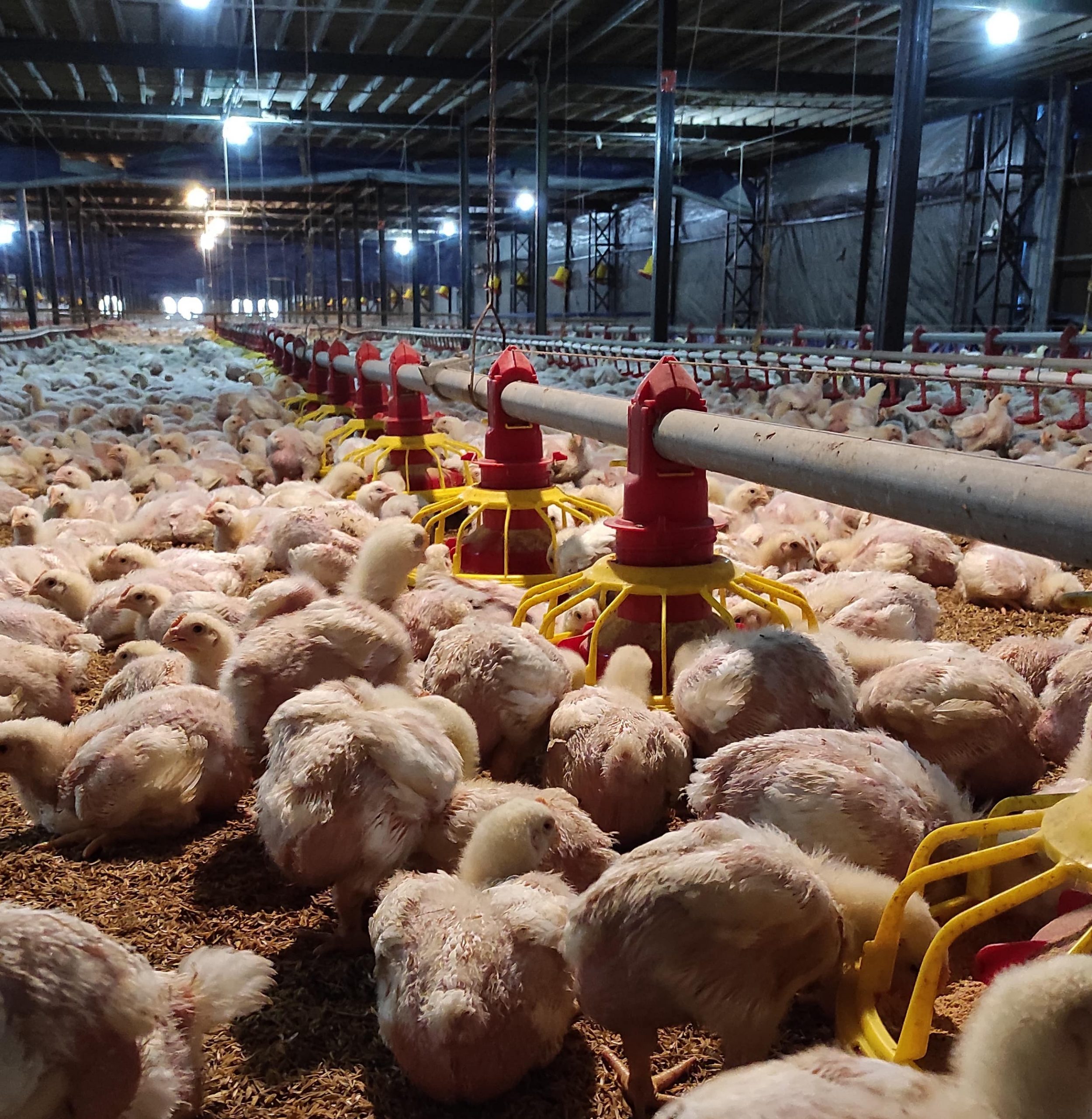 Teknologi Efisiensi dan Peningkatan Produktifitas Budidaya Ayam
