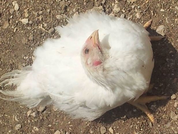 Mengenal Penyakit Tetelo atau Newcastle Disease (ND) pada Ayam Broiler
