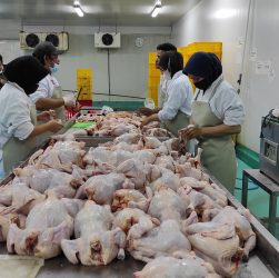 Tips Memilih Daging Ayam yang Berkualitas