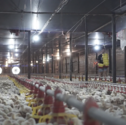Penerapan Bosecurity 3 Zona Maksimalkan Hasil Panen Ayam Broiler