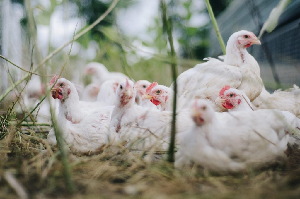 Adopsi Teknologi Perunggasan pada Peternakan Ayam Broiler