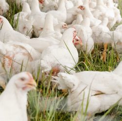 Heat Stress pada Ayam Broiler Penyebab dan Cara Penanganannya