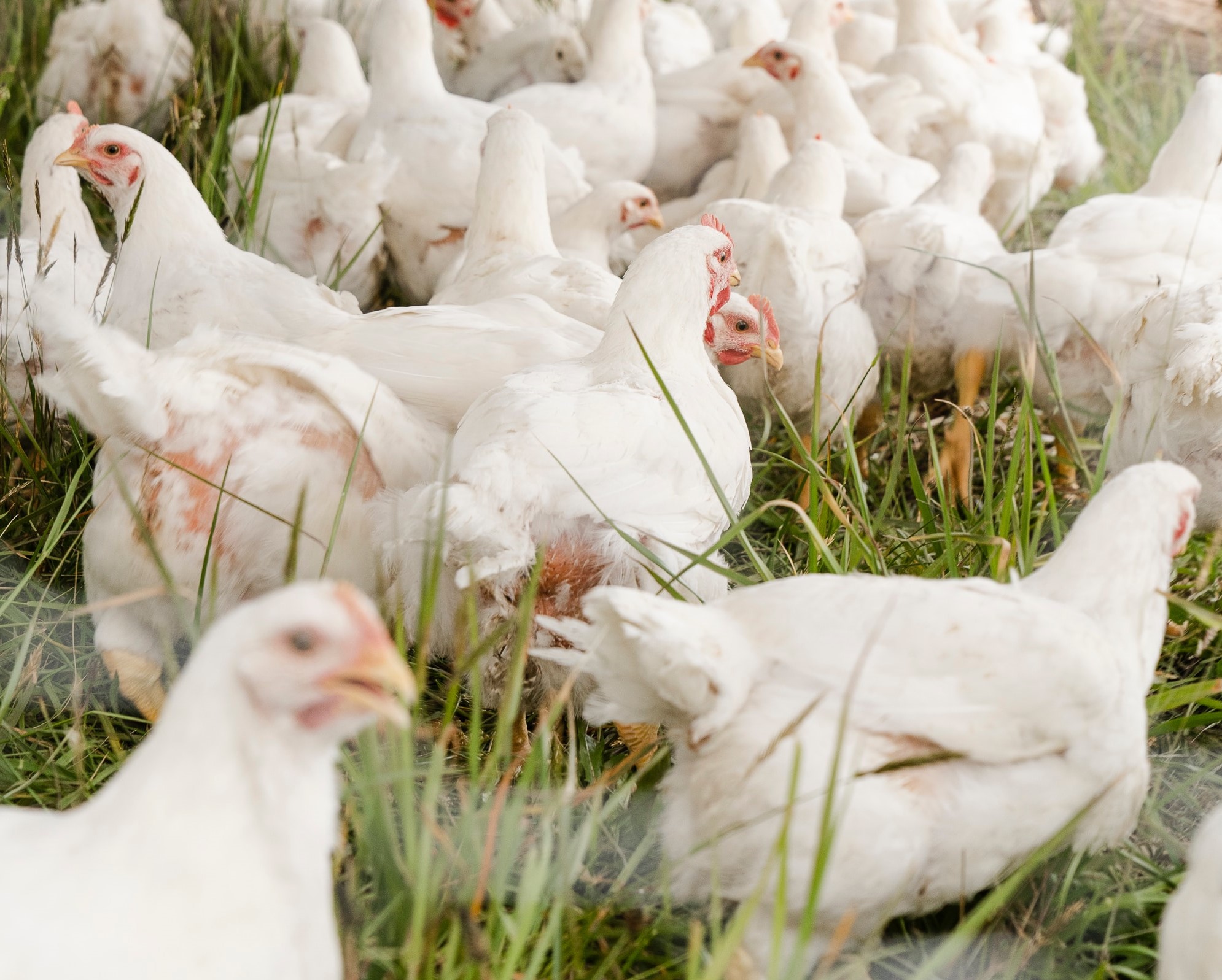 Heat Stress pada Ayam Broiler Penyebab dan Cara Penanganannya