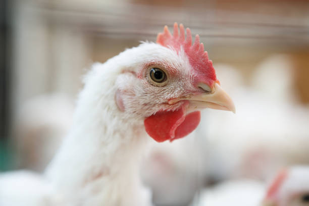 Integrasi Teknologi untuk Efisiensi Budidaya Ayam Broiler
