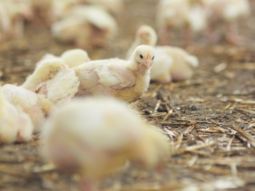 Kiat-kiat Meningkatkan Produktivitas pada Ayam Broiler