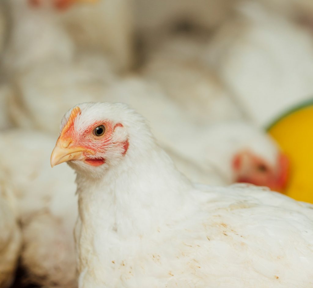 Perbandingan Bisnis Pemeliharaan vs Tengkulak Ayam Broiler