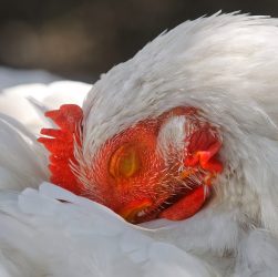 Koksidiosis pada Ayam Broiler : Gejala dan Cara Mengatasinya