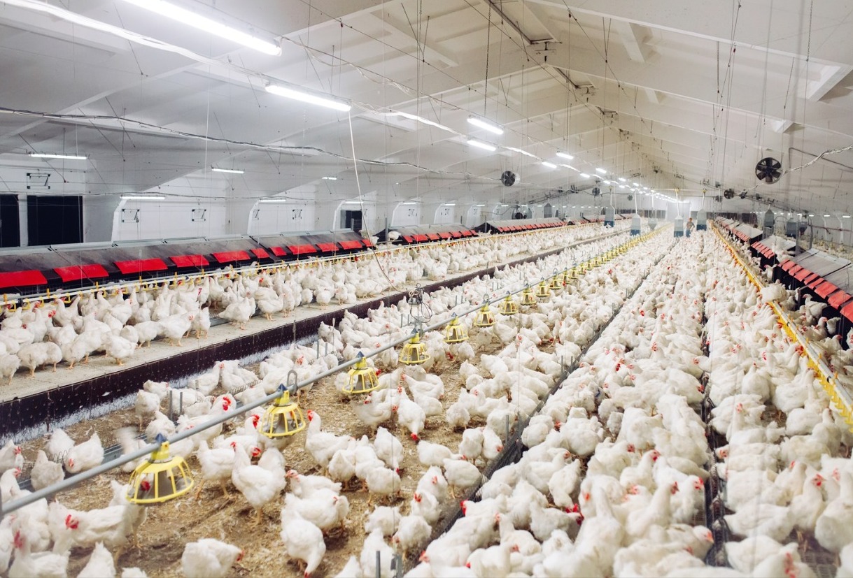 Kenali Cara Bisnis Ayam Broiler Pola Kemitraan