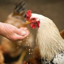 Formulasi Pakan Ayam Broiler yang Bisa Diaplikasikan Sendiri