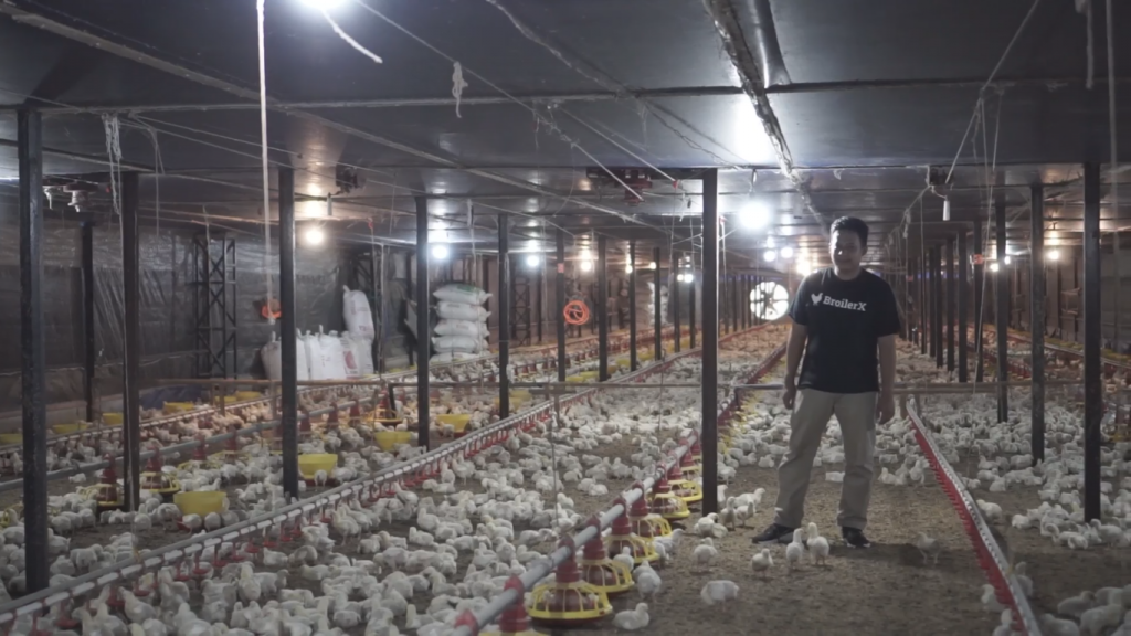 Kenali Cara Bisnis Ayam Broiler dengan Pola Kemitraan