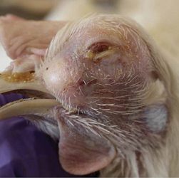 Mengenal Penyakit Korisa pada Ayam Broiler dan Cara Menanganinya