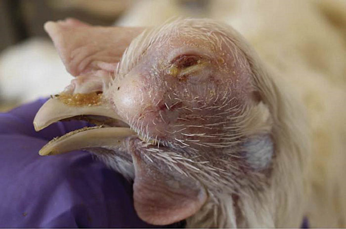 Mengenal Penyakit Korisa pada Ayam Broiler dan Cara Menanganinya