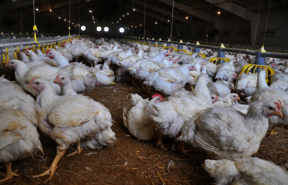 Mengenal Penyakit Snot yang Sering Menyerang Ayam Broiler