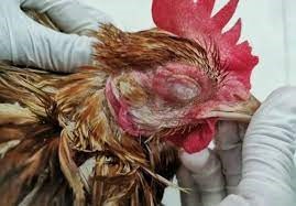 Mengenal Penyakit Snot yang Sering Menyerang Ayam Broiler
