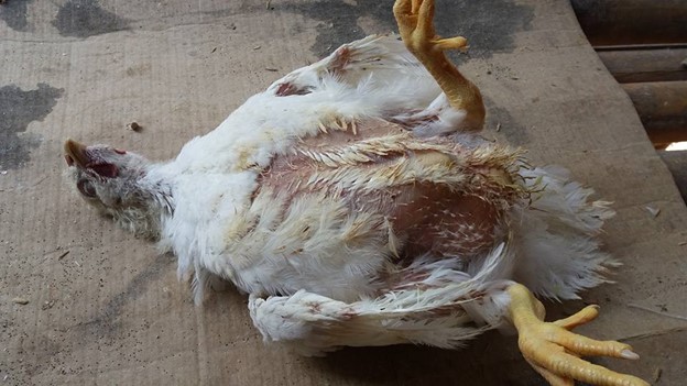 Cara Menangani Penyakit Viral Arthritis pada Ayam Broiler