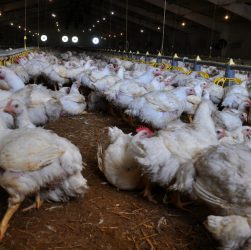 Kenali Penyebab Ayam Broiler Kerdil dan Cara Mencegahnya