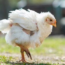 Penyebab Fowl Typhoid pada Ayam Broiler dan Cara Mengatasinya