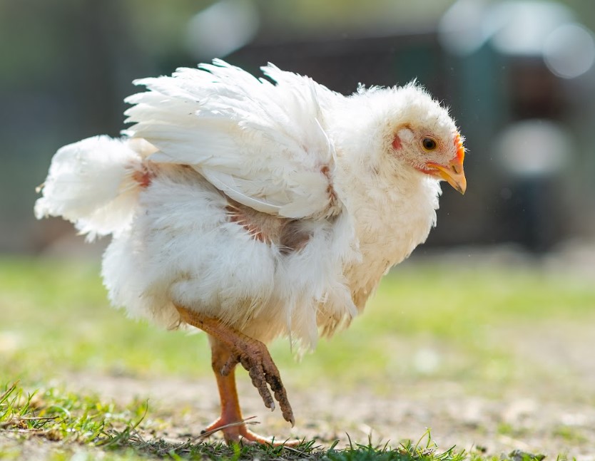Penyebab Fowl Typhoid pada Ayam Broiler dan Cara Mengatasinya