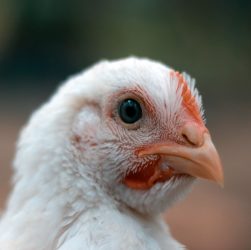 Penyebab dan Gejala Chronic Respiratory Diseases pada Ayam