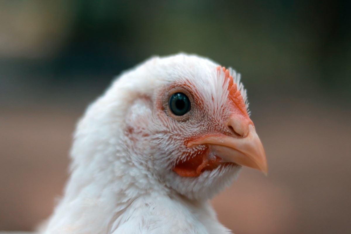 Penyebab dan Gejala Chronic Respiratory Diseases pada Ayam