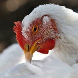 Paratifoid pada Ayam Broiler dan Cara Mencegahnya