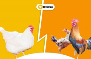 Ayam broiler vs ayam kampung
