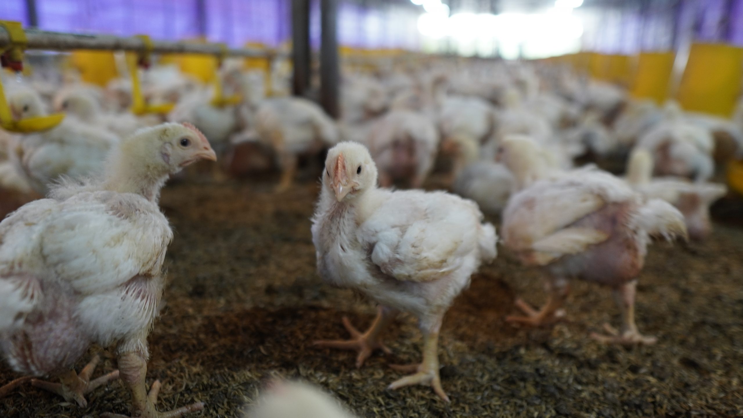 Manfaat Daging Ayam & Telur untuk Mencukupi Kebutuhan Harian