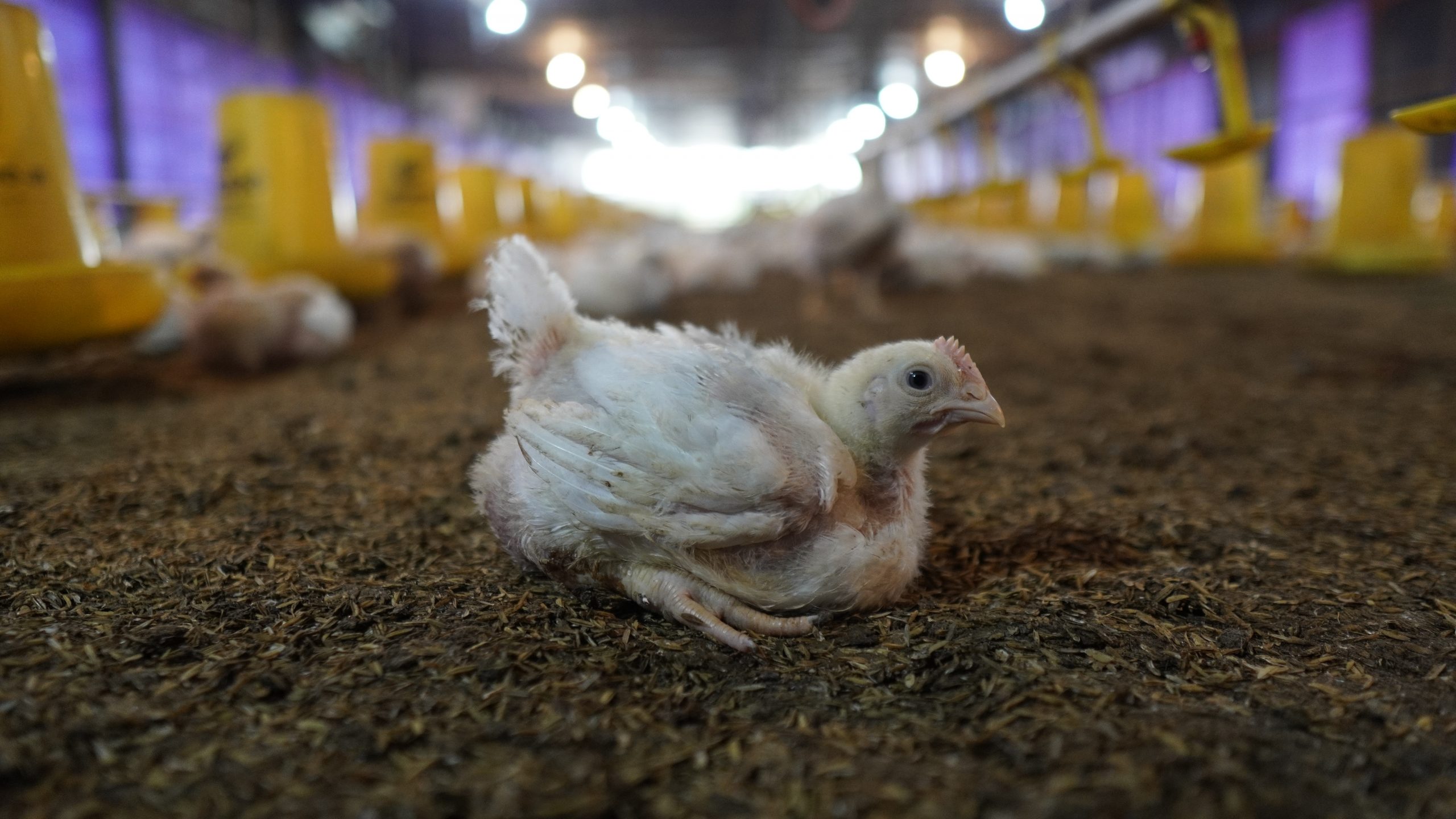 Tips Praktis Pengendalian Lalat di Kandang Ayam Broiler untuk Kesehatan dan Produktivitas