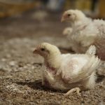 Ayam broiler terkena koksidiosis