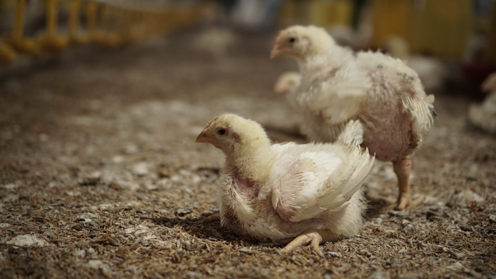 Ayam broiler terkena koksidiosis