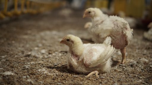 Ayam broiler terkena koksidiosis