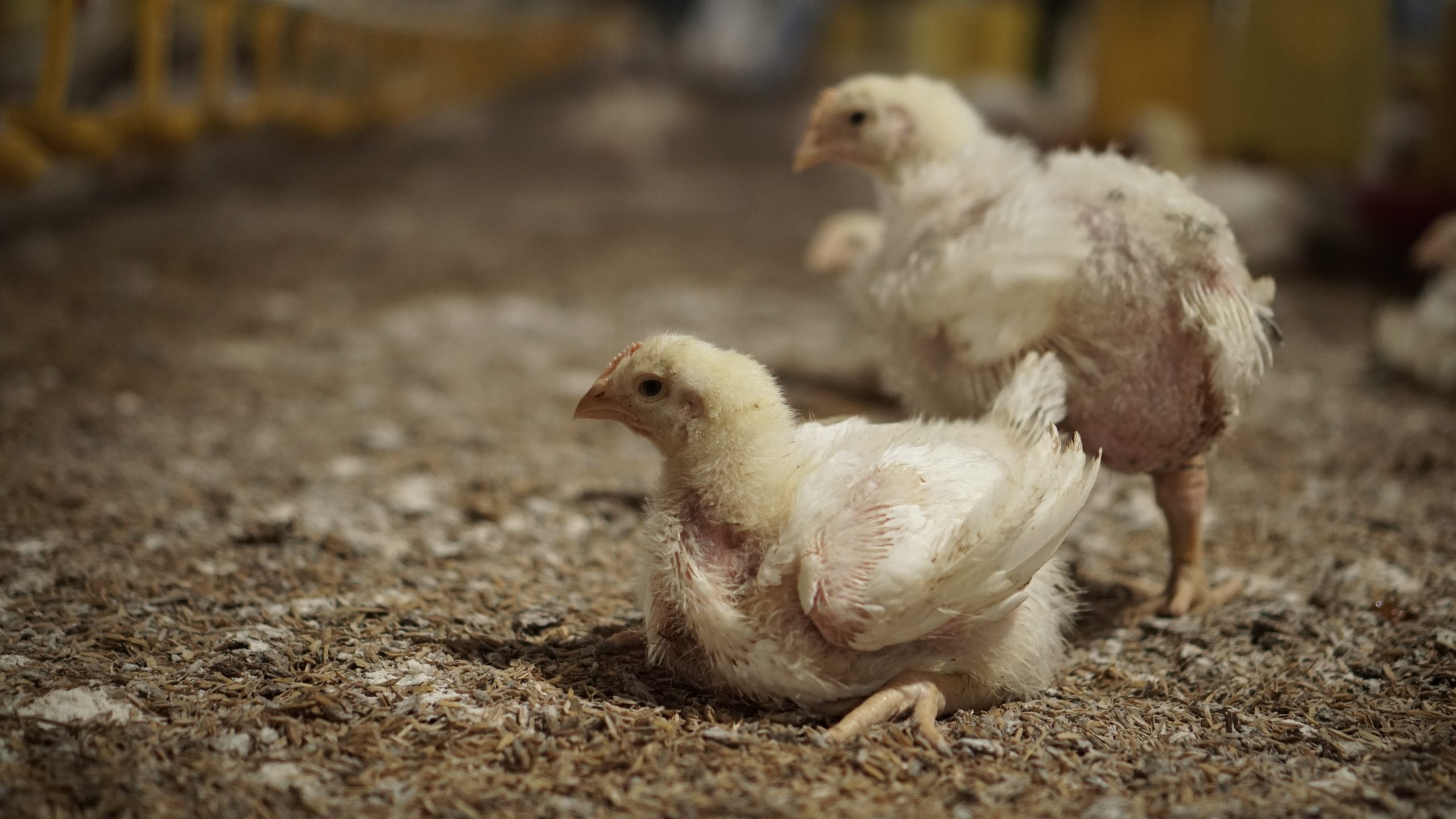 Waspada Koksidiosis yang Mengancam Peternakan Ayam Broiler